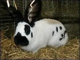 Quel animal a une race appelé "géant papillon français" ?