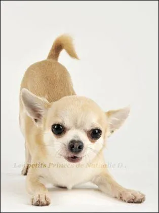 Quelle est cette race de chiens ?