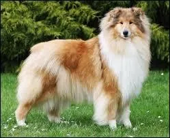 Quelle est cette race de chiens ?