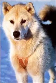 Quelle est cette race de chiens ?