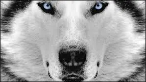 Quelle est cette race de chiens ?