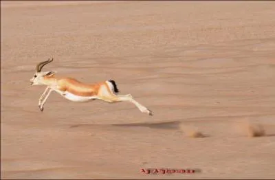 Continuons avec : Dans le désert, très beau désert, la gazelle est vivante ce matin !