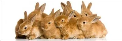 Sur laquelle de ces marques ne pouvez-vous pas voir un lapin comme mascotte ?