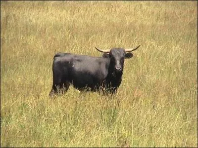 Ce n'est pas la peine d'y voir rouge, cette question est simple ! Prenez la question par les cornes !