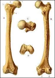 Où se situent les os du fémur  ?