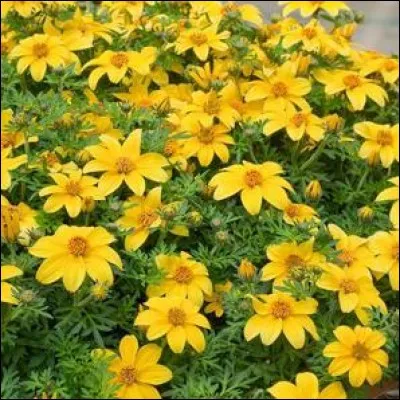 Apprenez-moi le nom de cette plante.