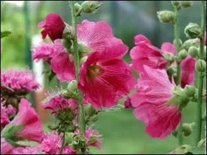 J'ignore quel nom portent ces fleurs.