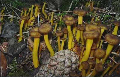 Ces champignons sont-ils comestibles ?