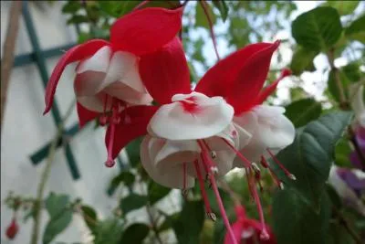 Quel est le nom de cette fleur ?