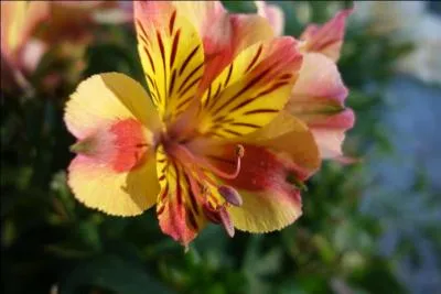 Quel est le nom de cette fleur ?