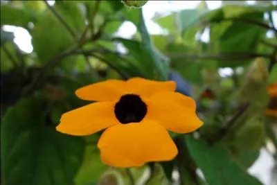 Quel est le nom de cette fleur ?