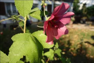 Quel est le nom de cette fleur ?