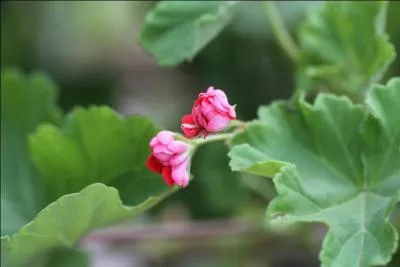 Quel est le nom de cette fleur ?