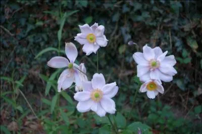Quel est le nom de cette fleur ?