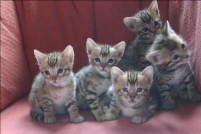 Pirate informatique :