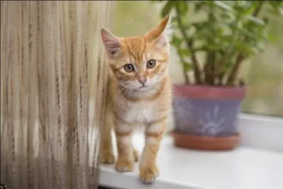 Relatif aux grandes profondeurs océaniques :