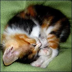 Uniforme des Immortels, c'est l'... vert !