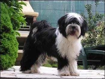 De quelle race est ce chien qui peut être distant avec les étrangers, mais pas agressif ?