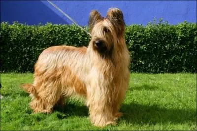 Quel est ce chien, excellent berger ?