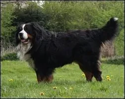 Quel est le nom de ce chien au plastron blanc ?