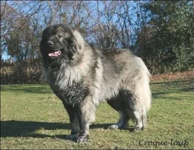 Quel est ce chien robuste et bien charpenté ?