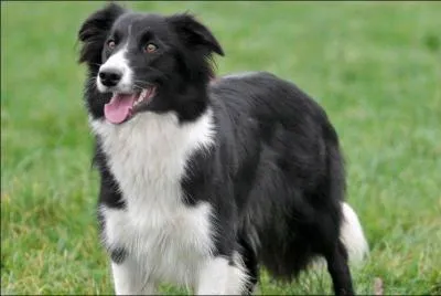 Quel est le nom de ce chien très à la mode chez les bergers pour garder les troupeaux ?