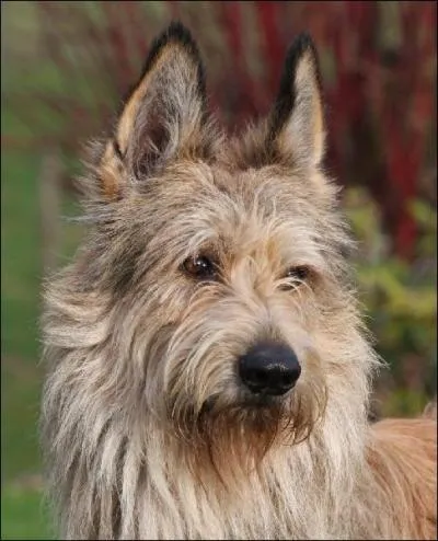 Quel est celui-là, vigoureux et d'aspect rustique ?