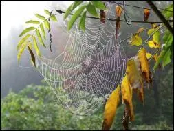 Sciences et nature-Quelle est l'araignée la plus venimeuse du monde ?