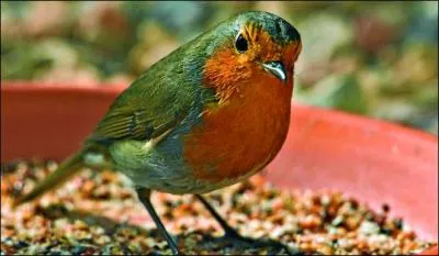 Vêtement en loques, guenille :