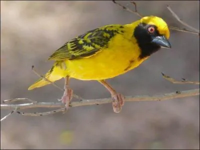 Dialecte chinois parlé dans le sud-est de la Chine :