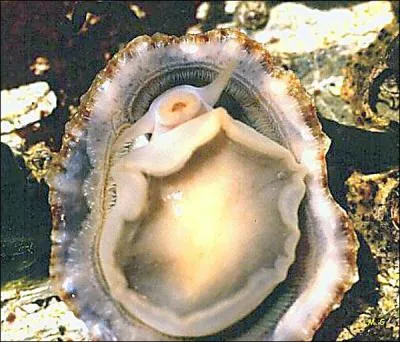 Les dents de ce mollusque, "la patelle", constituent le matériau naturel le plus résistant à ce jour.