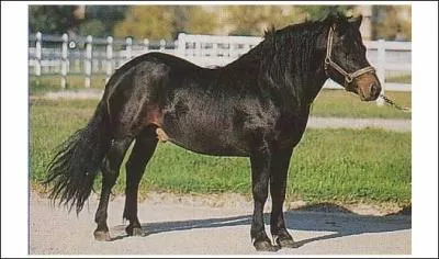 Quelle est cette race rare ?