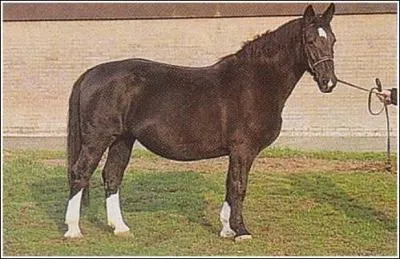 Quelle est cette race rare ?