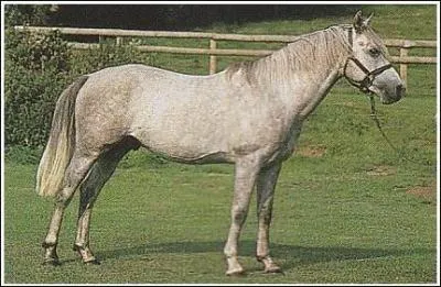 Quelle est cette race rare ?