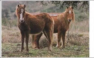 Quelle est cette race rare ?