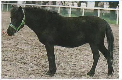 Quelle est cette race rare ?