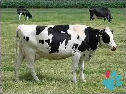 Est-ce un vert&eacute;br&eacute; ou un invert&eacute;br&eacute; ?