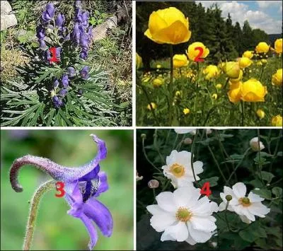 Quelles sont les fleurs intruses ?