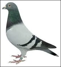 Quel oiseau peut être "biset", "ramier" ou "voyageur" ?