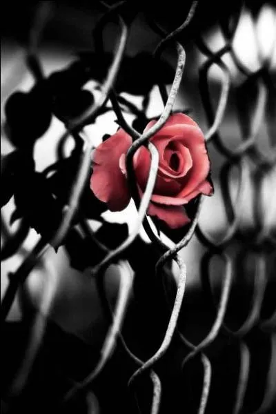 A qui pensez-vous en écoutant ces vieilles paroles "Toi la fille qui m'a aimée, je t'ai trop fait pleurer, les larmes de honte que tu as versées, il faut les oublier" ?