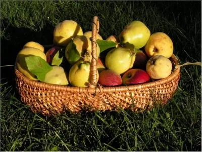 Pièce de viande rôtie sur un hâtelet, une ancienne broche :