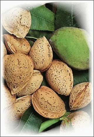 Cri ou sonnerie de cor dans la chasse à courre, annonçant que l'animal poursuivi est sur le point de se rendre ou est pris :