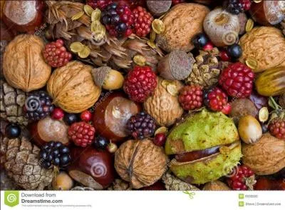 Chat domestique retourné à l'état sauvage :