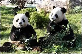 Comment s'appelle le seul zoo en France qui accueille des pandas géants ?