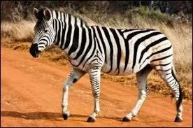 Sur quel continent les zèbres vivent-ils ?