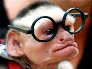 A quel sentiment vous fait penser ce singe ?