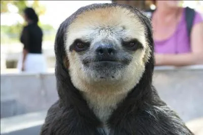 Quel sentiment vous inspire cet animal ?