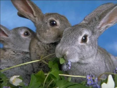 Comment se nomme l'élevage des lapins ?