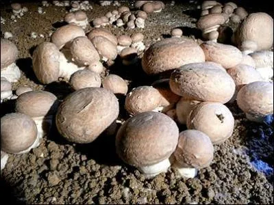 Comment s'appelle la culture des champignons ?