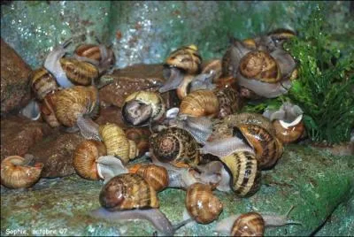 Quel est le nom donné à l'élevage des escargots ?